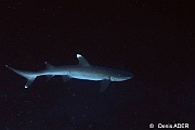 Triaenodon obesus Requin pointe blanche-St Johns Gota Soraya-39m-20121024-Denis-ADER-DSC_2582_tn